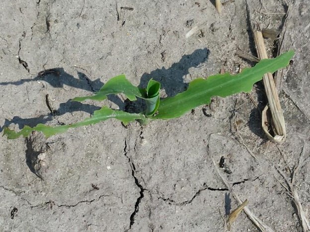 True armyworm on sweet corn.